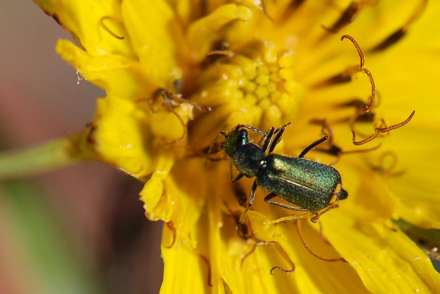 Malachiidae Clanoptilus elegans?